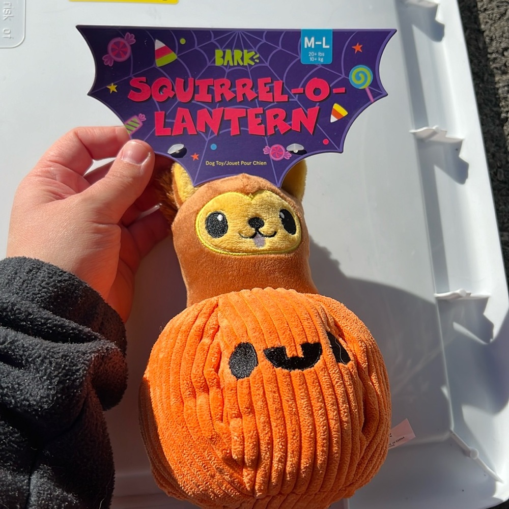 Bark box squirrel-o-lantern